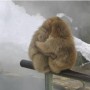 Man kan kramas även under  svåra omständigheter. På bilden: snöapor kramas tydligen ofta och gärna. De bor i ett kallt klimat...