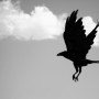 Okej, Ravens matriser är inte döpt efter en korp. Men ändå. Foto: Flickr.com/jabzoog Okej, Ravens matriser är inte döpt efter en korp. Men ändå. Foto: Flickr.com/jabzoog